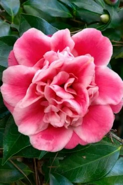 Tama Bambino Camellia Japonica - 3 Gallon Pot -Wilson Bros Gardens Shop Camellia Tama Bambino 1 1