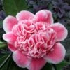 Tama Bambino Camellia Japonica - 3 Gallon Pot