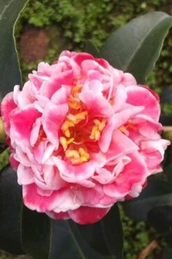 Tama Bambino Camellia Japonica - 3 Gallon Pot -Wilson Bros Gardens Shop Camellia Tama Bambino 2 1