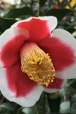 Tama No Ura Weeping Camellia Japonica - 1 Gallon Pot -Wilson Bros Gardens Shop Camellia Tama No Ura 1 1