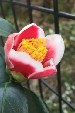 Tama No Ura Weeping Camellia Japonica - 1 Gallon Pot -Wilson Bros Gardens Shop Camellia Tama No Ura 4 1