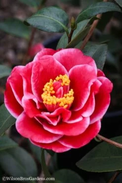 Tama Vino Camellia Japonica - 1 Gallon Pot -Wilson Bros Gardens Shop Camellia Tama Vinio 7