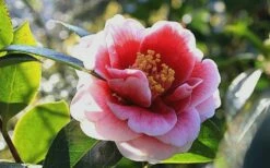 Tama Vino Camellia Japonica - 1 Gallon Pot -Wilson Bros Gardens Shop Camellia Tama Vino 7