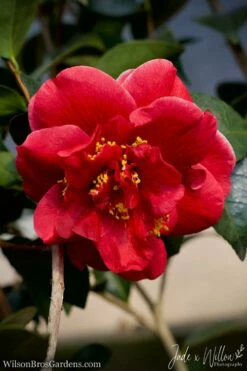 Tama Vino Camellia Japonica - 1 Gallon Pot -Wilson Bros Gardens Shop Camellia Tama Vino JW 1