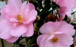 Taylors Perfection Pink Camellia Hybrid - 3 Gallon Pot -Wilson Bros Gardens Shop Camellia Taylors Perfection 61