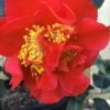 Turandot Camellia Japonica - 7 Gallon Pot