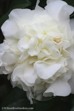 White Debutante Camellia Japonica - 3 Gallon Pot