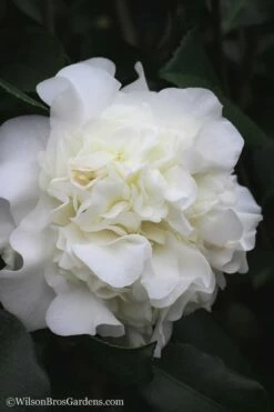 White Debutante Camellia Japonica - 3 Gallon Pot -Wilson Bros Gardens Shop Camellia White Debutante 22