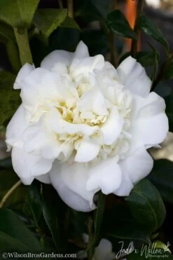 White Debutante Camellia Japonica - 3 Gallon Pot -Wilson Bros Gardens Shop Camellia White Debutante JW 2