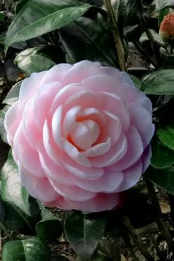 Winter's Rose Cold Hardy Dwarf Camellia - 1 Gallon Pot