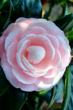 Winter's Rose Cold Hardy Dwarf Camellia - 3 Gallon Pot -Wilson Bros Gardens Shop Camellia Winters Rose 6 2