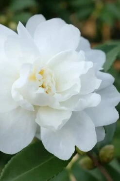 Winter's Waterlily Cold Hardy Camellia - 3 Gallon Pot