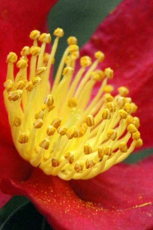 Yuletide Camellia Sasanqua - 6 Pack Of 1 Gallon Pots 5 Yuletide Camellia Sasanqua - 6 Pack Of 1 Gallon Pots - Image 5