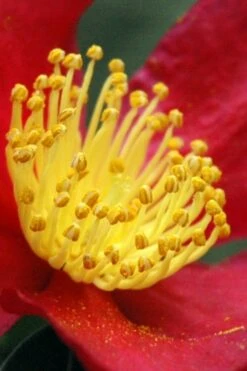 Yuletide Camellia Sasanqua - 7 Gallon Pot (3-4') 12 Yuletide Camellia Sasanqua - 7 Gallon Pot (3-4') -Wilson Bros Gardens Shop Camellia Yuletide 30 4