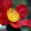 Yuletide Camellia Sasanqua - 7 Gallon Pot (3-4')