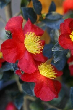 Yuletide Camellia Sasanqua - 6 Pack Of 1 Gallon Pots 11 Yuletide Camellia Sasanqua - 6 Pack Of 1 Gallon Pots -Wilson Bros Gardens Shop Camellia Yuletide 32 3