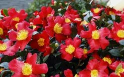 Yuletide Camellia Sasanqua - 7 Gallon Pot (3-4') 13 Yuletide Camellia Sasanqua - 7 Gallon Pot (3-4') -Wilson Bros Gardens Shop Camellia Yuletide 34 4