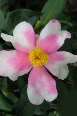Yume Camellia Sasanqua - 3 Gallon Pot -Wilson Bros Gardens Shop Camellia Yume 2