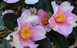 Yume Camellia Sasanqua - 3 Gallon Pot -Wilson Bros Gardens Shop Camellia Yume 5