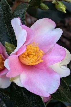 Yume Camellia Sasanqua - 3 Gallon Pot -Wilson Bros Gardens Shop Camellia Yume 7