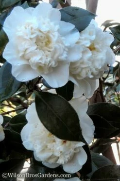 Fifth Avenue White Camellia Japonica - 3 Gallon Pot -Wilson Bros Gardens Shop Camellia fifth avenue 20 1