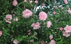 Cotton Candy Camellia Sasanqua - 3 Gallon Pot -Wilson Bros Gardens Shop CamelliaCottonCandy 2 1