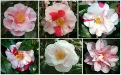 Lady Vansittart Multicolor Camellia Japonica - 6 Pack Of 1 Gallon Pots -Wilson Bros Gardens Shop CamelliaLadyVasittart 2 3