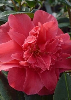 Laura Walker Camellia Japonica - 3 Gallon Pot -Wilson Bros Gardens Shop Camillia Laura Walker