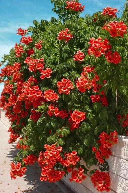 Balboa Sunset Trumpet Vine (Campsis Radicans) - 5 Gallon Pot 1 Balboa Sunset Trumpet Vine (Campsis Radicans) - 5 Gallon Pot