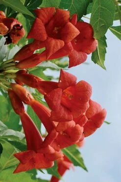 Balboa Sunset Trumpet Vine (Campsis Radicans) - 5 Gallon Pot 9 Balboa Sunset Trumpet Vine (Campsis Radicans) - 5 Gallon Pot -Wilson Bros Gardens Shop Campsis Balboa Sunset 3
