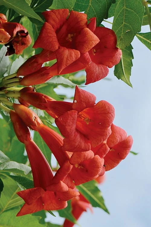 Balboa Sunset Trumpet Vine (Campsis Radicans) - 5 Gallon Pot 5 Balboa Sunset Trumpet Vine (Campsis Radicans) - 5 Gallon Pot - Image 5