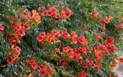 Madame Galen Trumpet Vine - 2 Pack Of Quart Pots -Wilson Bros Gardens Shop Campsis Madame Galen 12