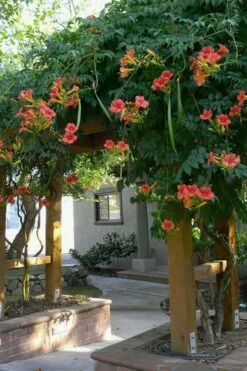 Madame Galen Trumpet Vine - 2 Pack Of Quart Pots -Wilson Bros Gardens Shop Campsis Madame Galen 14