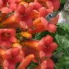 Madame Galen Trumpet Vine (Campsis) - 1 Gallon Pot