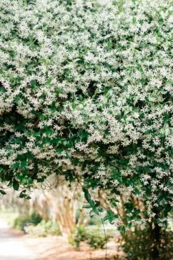 Madison Confederate Jasmine - 3 Gallon Pot -Wilson Bros Gardens Shop Campsis Madame Galen 18