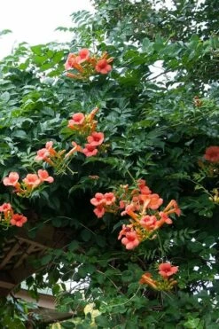 Madame Galen Trumpet Vine - 2 Pack Of Quart Pots -Wilson Bros Gardens Shop Campsis Madame Galen 500x750 1
