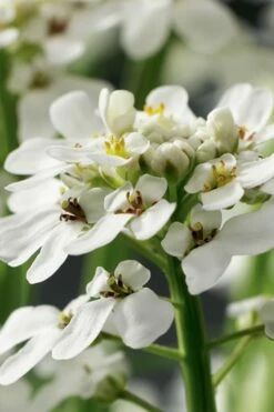 Tahoe Candytuft - Iberis Sempervirens - 10 Count Flat Of Quart Pots 12 Tahoe Candytuft - Iberis Sempervirens - 10 Count Flat Of Quart Pots -Wilson Bros Gardens Shop Candytuft Tahoe 1