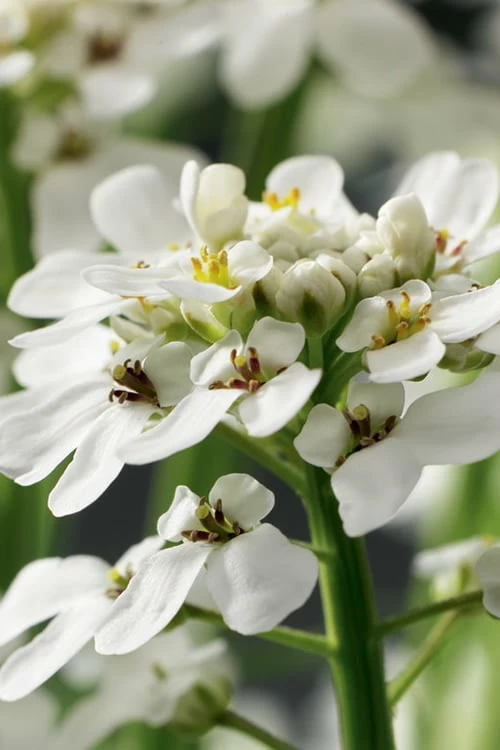 Tahoe Candytuft - Iberis Sempervirens - 10 Count Flat Of Quart Pots 6 Tahoe Candytuft - Iberis Sempervirens - 10 Count Flat Of Quart Pots - Image 6