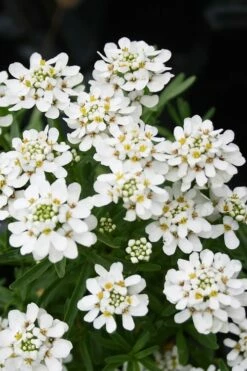 Tahoe Candytuft - Iberis Sempervirens - 10 Count Flat Of Quart Pots 11 Tahoe Candytuft - Iberis Sempervirens - 10 Count Flat Of Quart Pots -Wilson Bros Gardens Shop Candytuft Tahoe 2