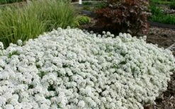 Tahoe Candytuft - Iberis Sempervirens - 10 Count Flat Of Quart Pots 10 Tahoe Candytuft - Iberis Sempervirens - 10 Count Flat Of Quart Pots -Wilson Bros Gardens Shop Candytuft Tahoe 3