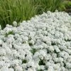 Tahoe Candytuft - Iberis Sempervirens - 10 Count Flat Of Quart Pots