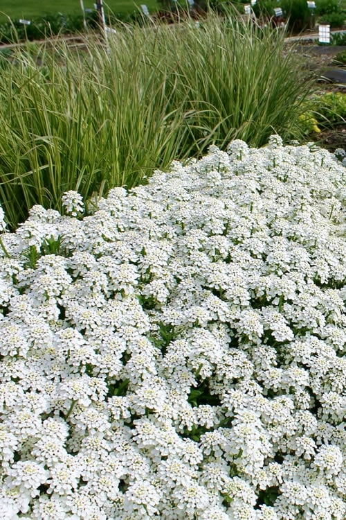 Tahoe Candytuft - Iberis Sempervirens - 10 Count Flat Of Quart Pots 1 Tahoe Candytuft - Iberis Sempervirens - 10 Count Flat Of Quart Pots