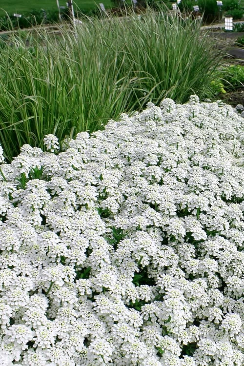 Tahoe Candytuft - Iberis Sempervirens - 10 Count Flat Of Quart Pots 7 Tahoe Candytuft - Iberis Sempervirens - 10 Count Flat Of Quart Pots - Image 7