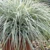 Evercolor Everest Carex - 1 Gallon Pot