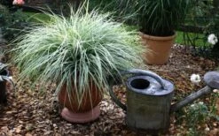 Evercolor Everest Carex - 1 Gallon Pot -Wilson Bros Gardens Shop Carex Evercolr Everest 1