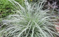Evercolor Everest Carex - 1 Gallon Pot -Wilson Bros Gardens Shop Carex Evercolr Everest 2