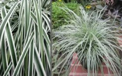 Evercolor Everest Carex - 1 Gallon Pot -Wilson Bros Gardens Shop Carex Evercolr Everest 3