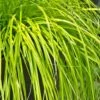 Evercolor Everillo Carex - 10 Pack Of Quart Pots