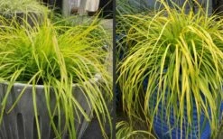 Evercolor Everillo Carex - 10 Pack Of Quart Pots -Wilson Bros Gardens Shop Carex Everillo Plant Containers