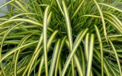 Evercolor Eversheen Carex - 1 Gallon Pot -Wilson Bros Gardens Shop Carex Eversheen 1